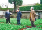 S. João da Madeira planta 70 mil tulipas