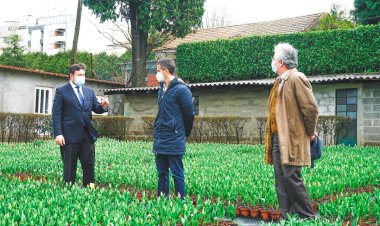 S. João da Madeira planta 70 mil tulipas