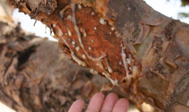 Plantas Bíblicas para descobrir com o Museu do Oriente