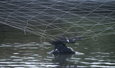 Aquaculturas: aves continuam a morrer perante inacção das autoridades