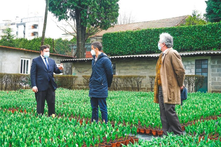 S. João da Madeira planta 70 mil tulipas