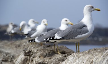 SPEA desafia os portugueses a contar gaivotas