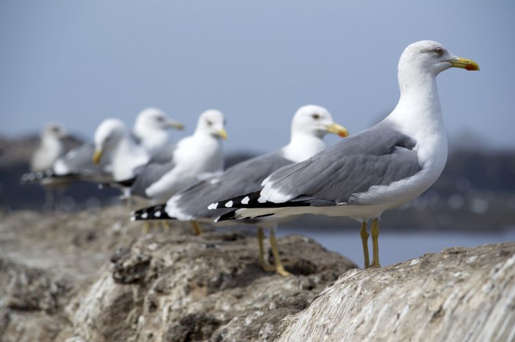 SPEA desafia os portugueses a contar gaivotas