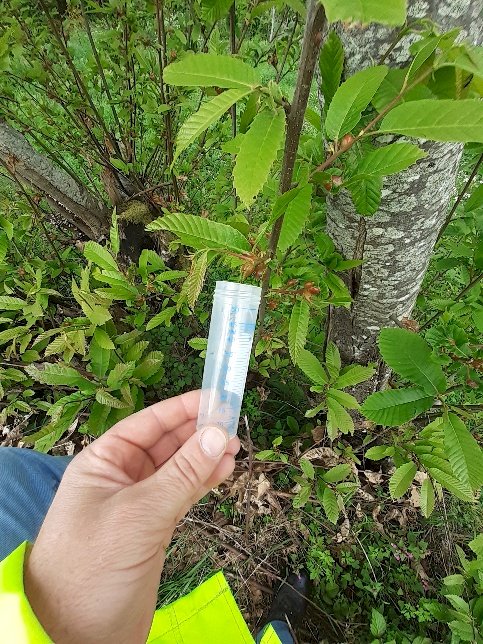 Município de Vouzela faz largadas de insectos parasitóides para combater vespa da galha do castanheiro