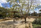 Jardim Zoológico e MEO apresentam nova instalação para o maior mamífero da savana