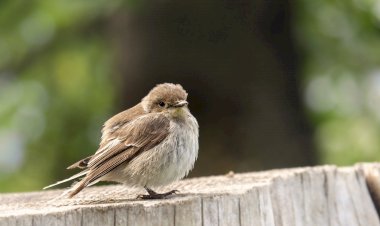 Festival de Observação de Aves & Actividades de Natureza regressa em Outubro