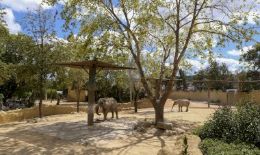 Jardim Zoológico e MEO apresentam nova instalação para o maior mamífero da savana