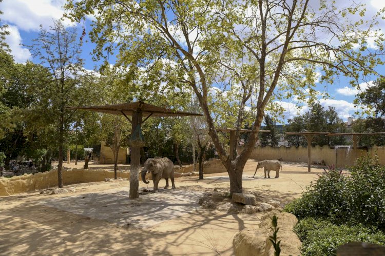 Jardim Zoológico e MEO apresentam nova instalação para o maior mamífero da savana