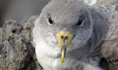 Corvo recebe Cagarro de Bordalo II para sensibilizar para o impacto do lixo marinho