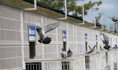 Campeonatos Internacionais de Columbofilia em Mira