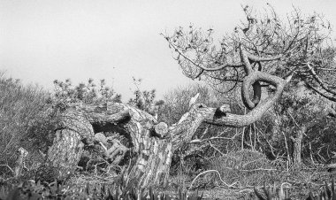 Exposição de Fotografia de Rute Violante no Museu Joaquim Correia