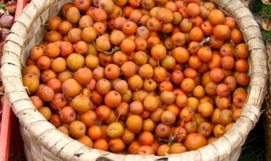 Regresso da Feira dos Santos de Cerdal em Valença