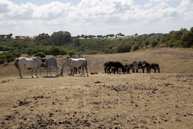 Cascais introduz Cavalos Selvagens no PNSC