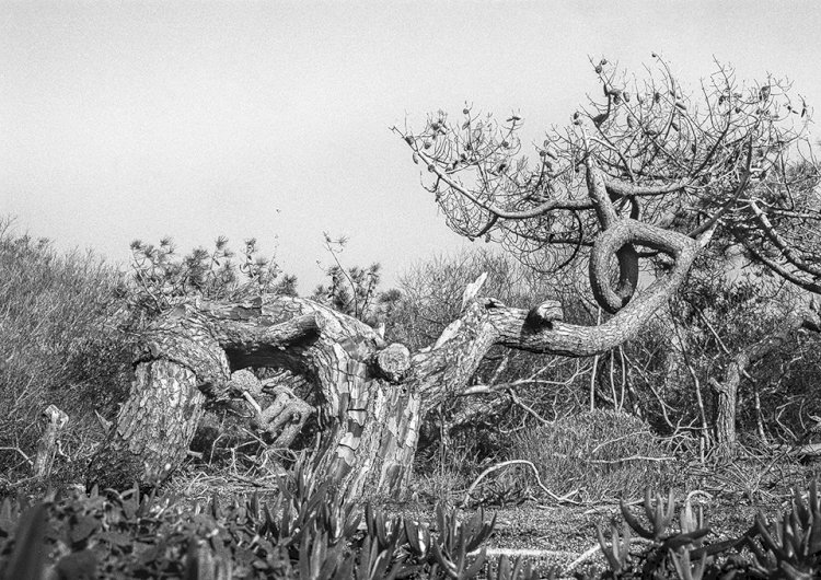 Exposição de Fotografia de Rute Violante no Museu Joaquim Correia