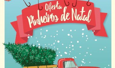 Câmara Municipal de Águeda oferece Pinheiros de Natal