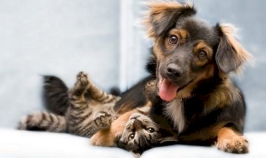 Sintra debateu bem-estar e proteção animal