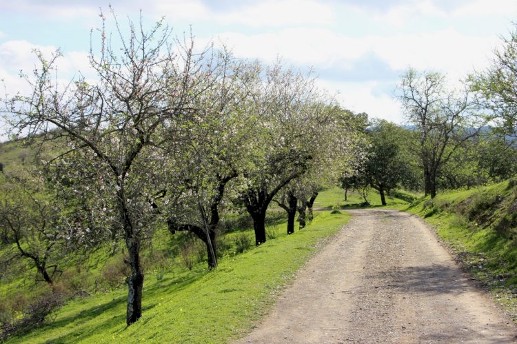 Primeira Cooperativa Agrícola do Concelho de Castro Marim – GuadiMonte