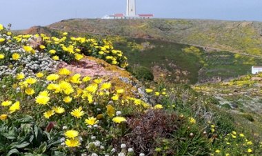 Trazer a Natureza de volta: mais de 150 organizações de ambiente pedem ambição à UE