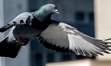 Sociedade Columbófila Cantanhedense obtém certificação "Selo de ouro"