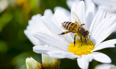 Penacova distribuiu 10 Toneladas de Alimentos para as Abelhas