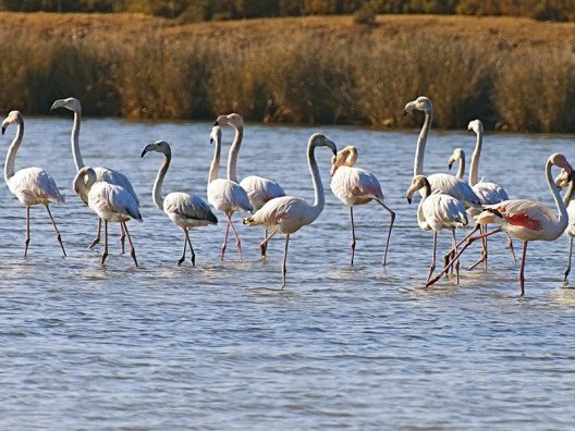Proposta de Criação de Reserva Natural da Lagoa dos Salgados