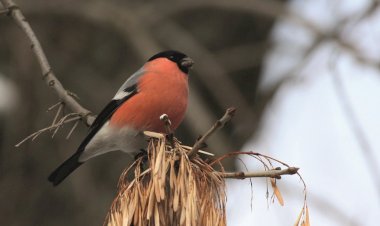 Fauna invernante do concelho de Lousada
