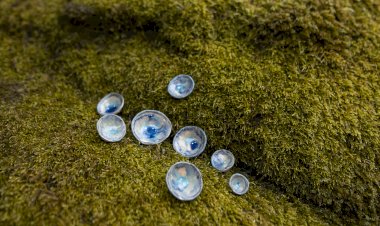 Nova exposição no Museu de História da Cidade de Viseu