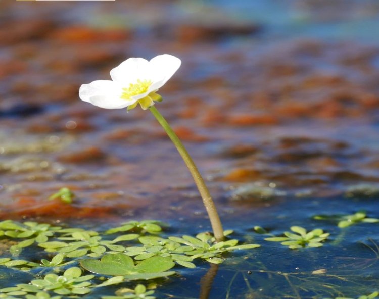 Idanha-a-Nova promove concurso de identificação de plantas aquáticas