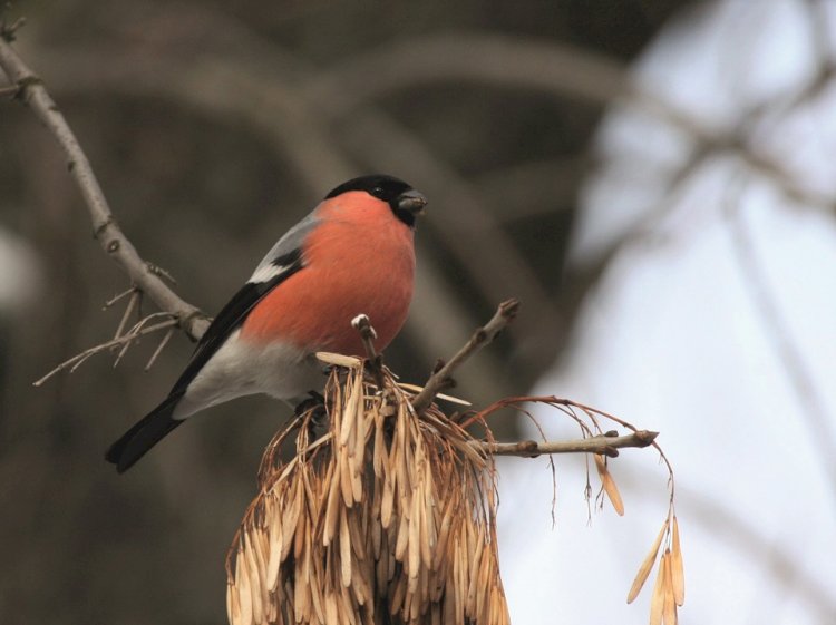 Fauna invernante do concelho de Lousada