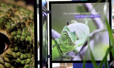 Exposição itinerante "Conhecer o Camaleão" chega a Castro Marim