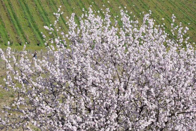 A Amendoeira em Flor torna-se rainha em Figueira de Castelo Rodrigo