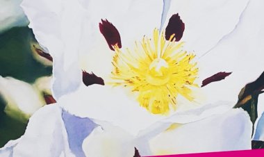 Museu Municipal de Penamacor recebe “Essência Infinita” entre 8 de Março e 26 de Abril