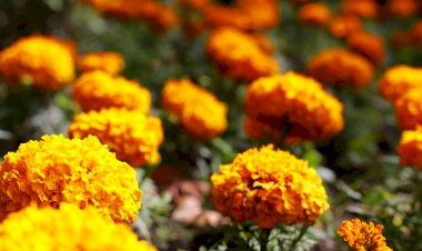 Parque da Cidade, em Viseu, requalificado para dar as boas-vindas à Primavera