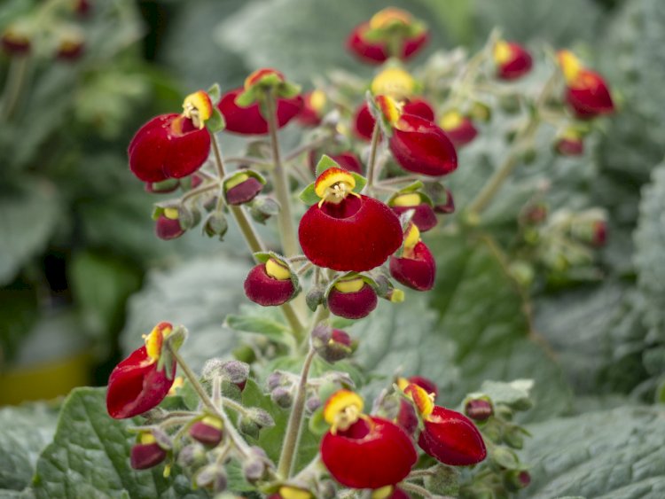 “Flores e Sementeiras” embelezam a próxima edição de Produtos da Terra