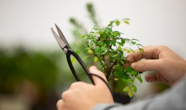 A arte das plantas no Museu do Oriente