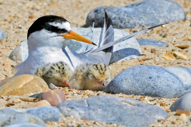 Município de Portimão sensibiliza para a proteção das dunas e das aves que nidificam na Ria de Alvor