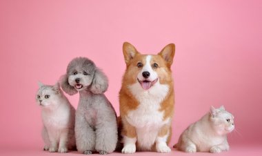 Feira animal de Oeiras é já no próximo sábado