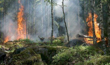 Sintra reforça defesa da floresta contra incêndios
