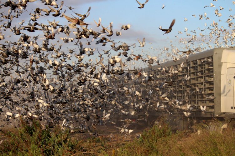 55 mil pombos portugueses  nos céus da Península Ibérica