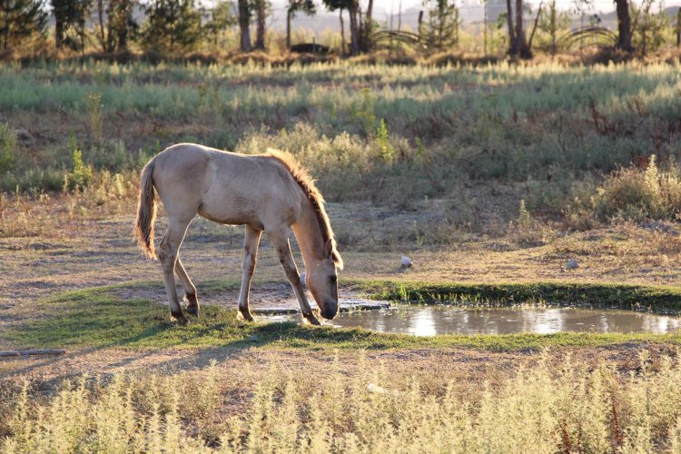 Reserva Natural do Cavalo do Sorraia - Alpiarça