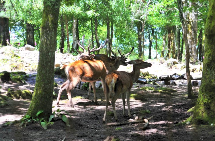 Semana do Ambiente no 20º aniversário do Parque Biológico da Serra das Meadas