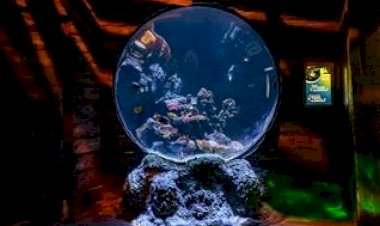 SEA LIFE Porto celebra 13º aniversário com novas espécies marinhas