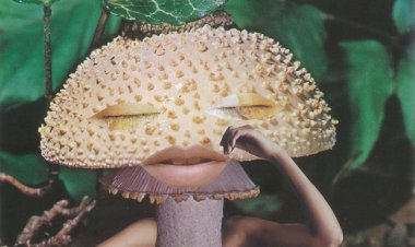 A Arte dos Cogumelos no Parque de Serralves