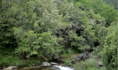 Centro de Interpretação da Serra da Estrela recebe  seminário final do projecto Life-Relict- Preservar as Relíquias da Laurissilva Continental.