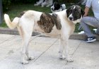 VII Concurso de Cão de Gado Transmontano