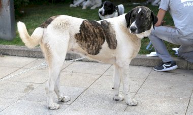 VII Concurso de Cão de Gado Transmontano