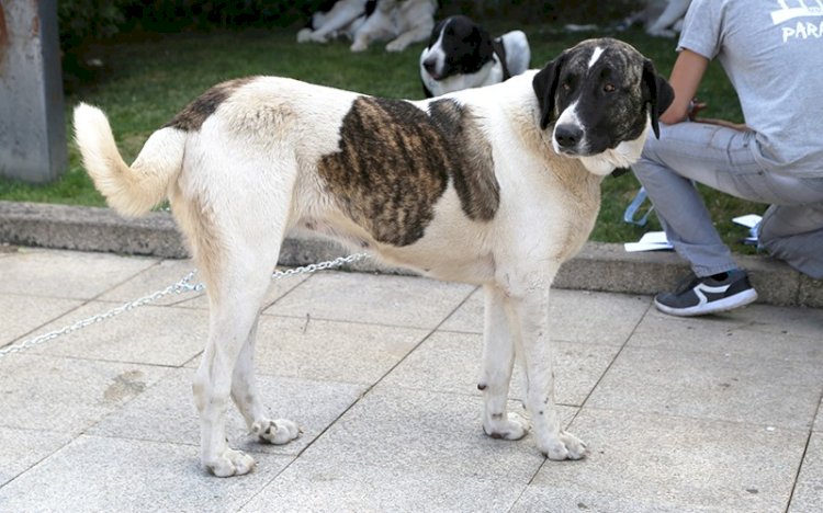 VII Concurso de Cão de Gado Transmontano
