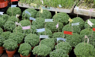 Rui Moreira reabre o Bolhão com o toque do sino às 8 horas