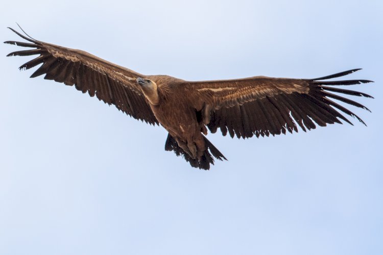 Reserva Natural da Faia Brava