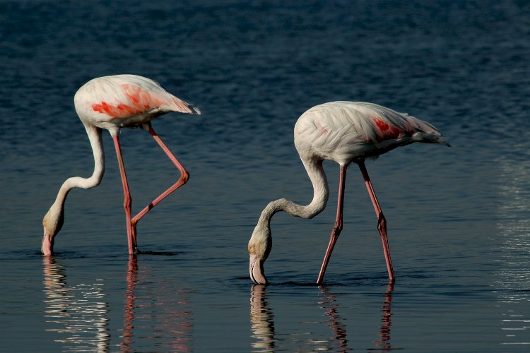 Reserva Natural do Sapal de Castro Marim e Vila Real de Santo António 